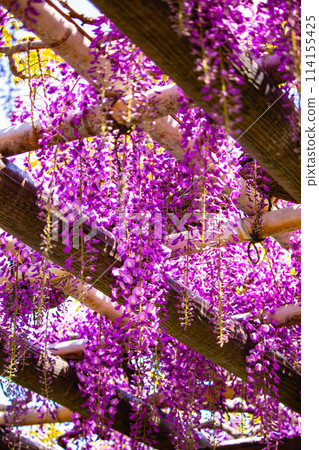 【京都風景】優雅的紫色花朵、鳥羽紫藤 【京都風景】優雅的紫色花朵、鳥羽紫藤 114155425