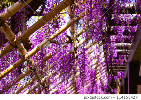 【京都風景】優雅的紫色花朵、鳥羽紫藤 114155427
