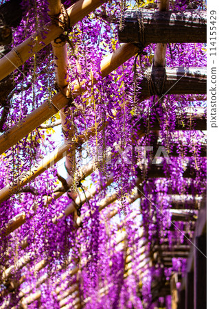 [Kyoto Scenery] Elegant purple flowers: Toba Wisteria 114155429