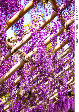 【京都風景】優雅的紫色花朵、鳥羽紫藤 114155430