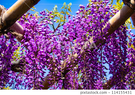 【京都風景】優雅的紫色花朵、鳥羽紫藤 114155431