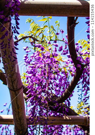 【京都風景】優雅的紫色花朵、鳥羽紫藤 114155436