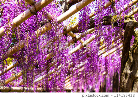 【京都風景】優雅的紫色花朵、鳥羽紫藤 114155438