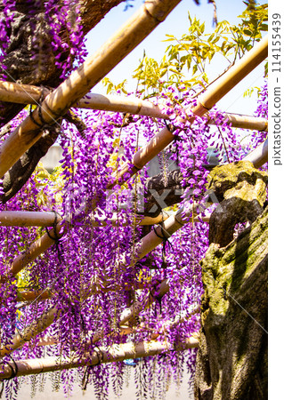 【京都風景】優雅的紫色花朵、鳥羽紫藤 114155439