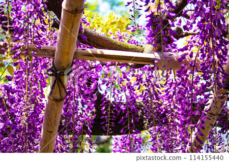 【京都風景】優雅的紫色花朵、鳥羽紫藤 114155440