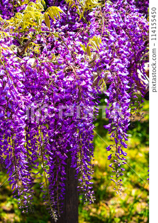 【京都風景】優雅的紫色花朵、鳥羽紫藤 【京都風景】優雅的紫色花朵、鳥羽紫藤 114155450