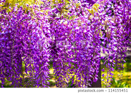 【京都風景】優雅的紫色花朵、鳥羽紫藤 114155451