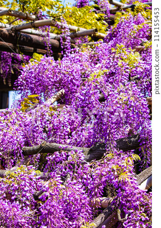 [Kyoto Scenery] Elegant purple flowers: Toba Wisteria 114155453