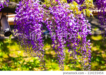 【京都風景】優雅的紫色花朵、鳥羽紫藤 114155454