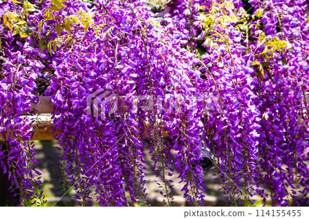 【京都風景】優雅的紫色花朵、鳥羽紫藤 114155455