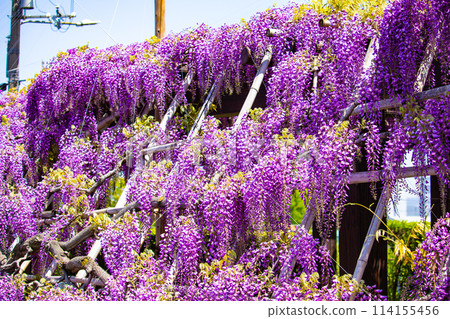 【京都風景】優雅的紫色花朵、鳥羽紫藤 114155456