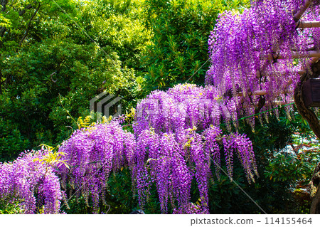 【京都風景】優雅的紫色花朵、鳥羽紫藤 114155464