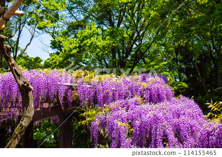 【京都風景】優雅的紫色花朵、鳥羽紫藤 【京都風景】優雅的紫色花朵、鳥羽紫藤 114155465