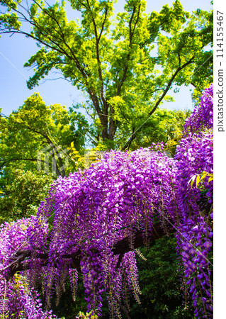 【京都風景】優雅的紫色花朵、鳥羽紫藤 【京都風景】優雅的紫色花朵、鳥羽紫藤 114155467