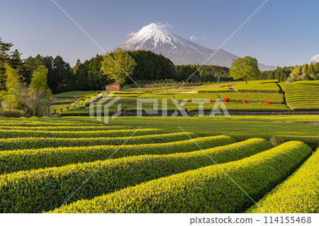 "Shizuoka Prefecture" Scenery of Mt. Fuji and a tea plantation 114155468