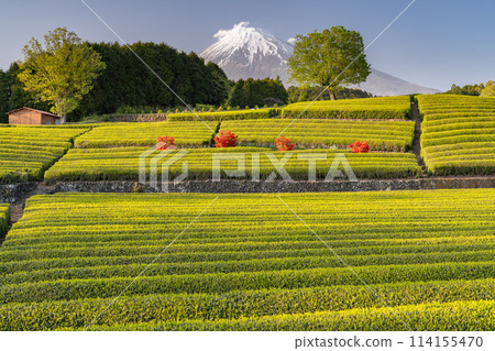 “靜岡縣”富士山風景和茶園 “靜岡縣”富士山風景和茶園 114155470