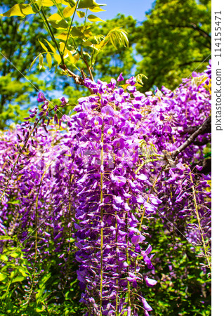 【京都風景】優雅的紫色花朵、鳥羽紫藤 【京都風景】優雅的紫色花朵、鳥羽紫藤 114155471
