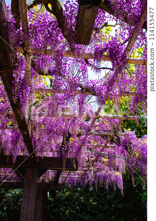 【京都風景】優雅的紫色花朵、鳥羽紫藤 【京都風景】優雅的紫色花朵、鳥羽紫藤 114155477