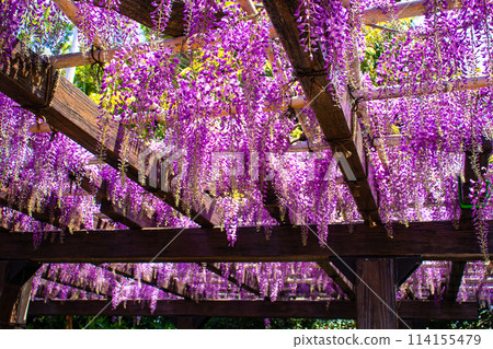 【京都風景】優雅的紫色花朵、鳥羽紫藤 【京都風景】優雅的紫色花朵、鳥羽紫藤 114155479
