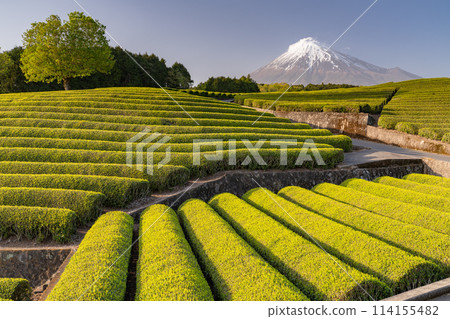 "Shizuoka Prefecture" Scenery of Mt. Fuji and a tea plantation 114155482