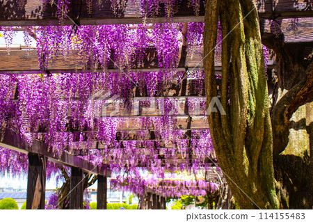 [Kyoto Scenery] Elegant purple flowers: Toba Wisteria 114155483