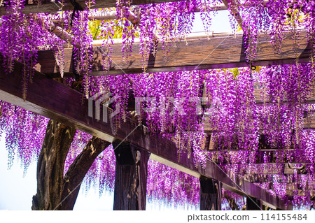 【京都風景】優雅的紫色花朵、鳥羽紫藤 114155484