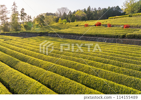 "Shizuoka Prefecture" Scenery of Mt. Fuji and a tea plantation "Shizuoka Prefecture" Scenery of Mt. Fuji and a tea plantation 114155489