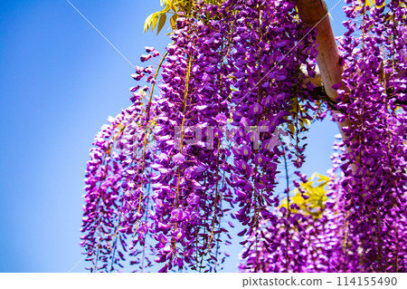 【京都風景】優雅的紫色花朵、鳥羽紫藤 【京都風景】優雅的紫色花朵、鳥羽紫藤 114155490