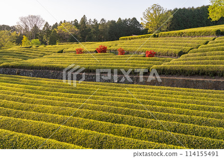 “靜岡縣”富士山風景和茶園 “靜岡縣”富士山風景和茶園 114155491
