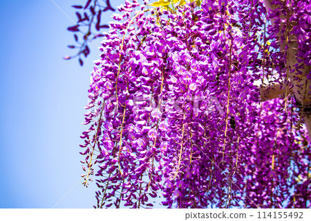 [Kyoto Scenery] Elegant purple flowers: Toba Wisteria 114155492