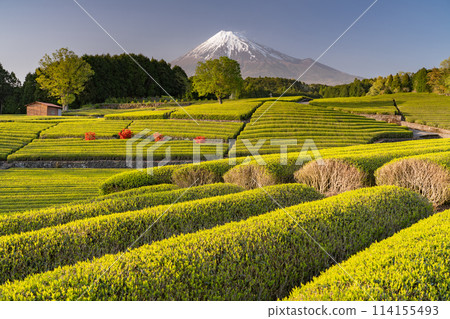 "Shizuoka Prefecture" Scenery of Mt. Fuji and a tea plantation "Shizuoka Prefecture" Scenery of Mt. Fuji and a tea plantation 114155493