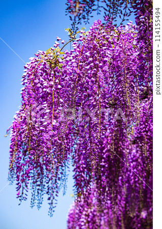 【京都風景】優雅的紫色花朵、鳥羽紫藤 【京都風景】優雅的紫色花朵、鳥羽紫藤 114155494