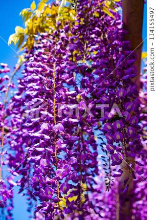 [Kyoto Scenery] Elegant purple flowers: Toba Wisteria 114155497