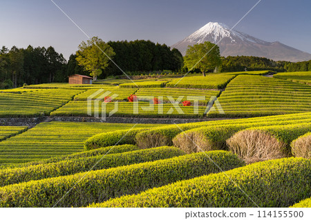 “靜岡縣”富士山風景和茶園 114155500