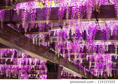 【京都風景】優雅的紫色花朵、鳥羽紫藤 114155505