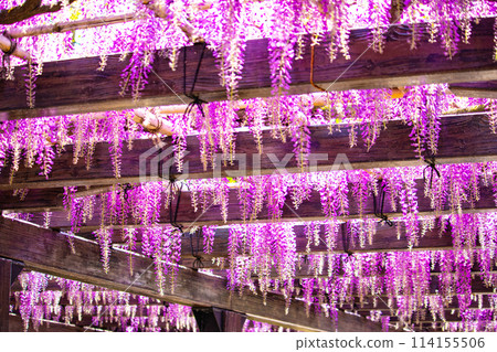 【京都風景】優雅的紫色花朵、鳥羽紫藤 114155506