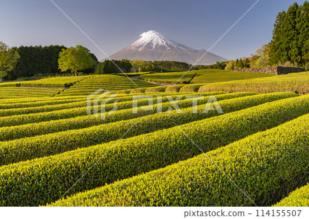 “靜岡縣”富士山風景和茶園 114155507