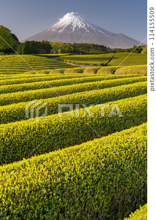"Shizuoka Prefecture" Scenery of Mt. Fuji and a tea plantation "Shizuoka Prefecture" Scenery of Mt. Fuji and a tea plantation 114155509