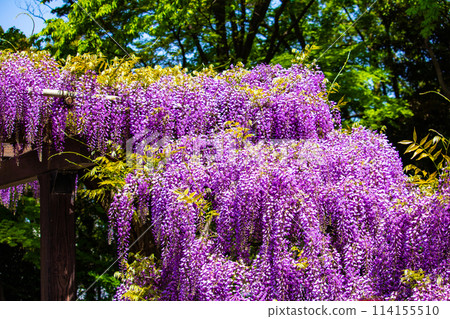 [Kyoto Scenery] Elegant purple flowers: Toba Wisteria 114155510