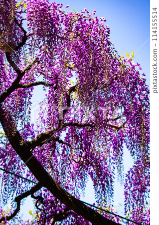 【京都風景】優雅的紫色花朵、鳥羽紫藤 114155514