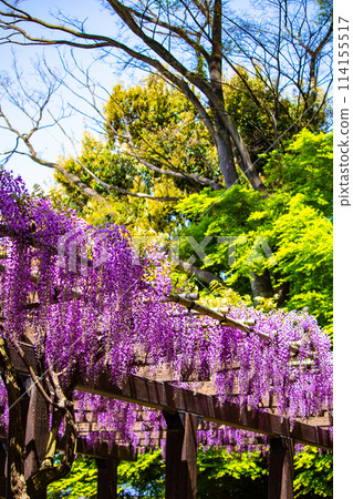 Kyoto Scenery] Elegant purple flowers: Toba... - Stock Photo [114155517] -  PIXTA