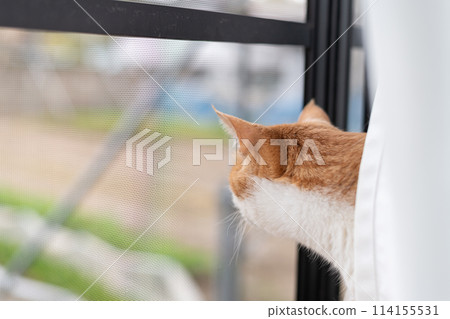 貓看著窗外,棕色虎斑白色 貓看著窗外,棕色虎斑白色 114155531