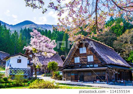 春天的白川鄉與櫻花 114155534