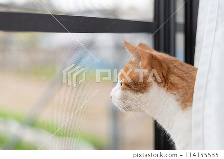 Cat looking out the window, brown tabby and white Cat looking out the window, brown tabby and white 114155535