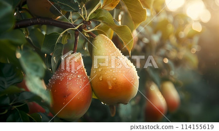 Fresh dew-kissed pears hanging in orchard at sunrise. Close-up of ripe fruit in natural setting, depicting freshness, organic farming, and harvest season. Ideal for food-related content. AI 114155619