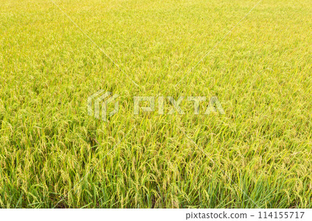 Golden yellow seeds in rice fields waiting for harvest. Golden yellow seeds in rice fields waiting for harvest. 114155717