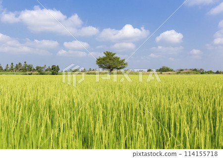 Rice crop soon to be harvested in the farmland and blue sky. 114155718