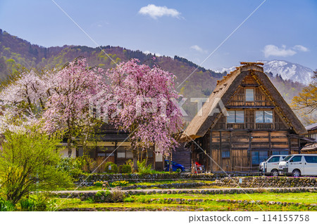 春天的白川鄉與櫻花 春天的白川鄉與櫻花 114155758