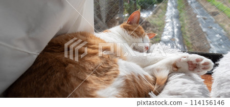 Sleeping cat brown tiger white Sleeping cat brown tiger white 114156146