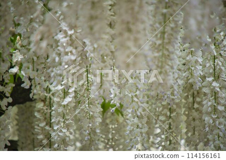 足利是一個花園裡的紫藤格子 足利是一個花園裡的紫藤格子 114156161